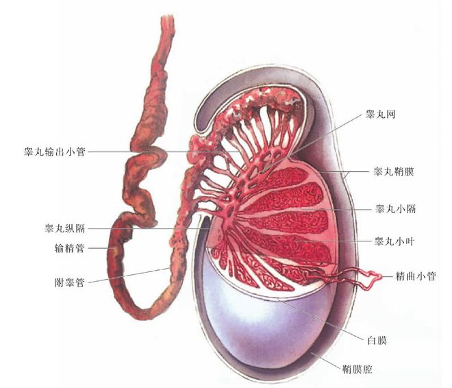 胎儿睾丸发育过程详解，几个月长睾丸？