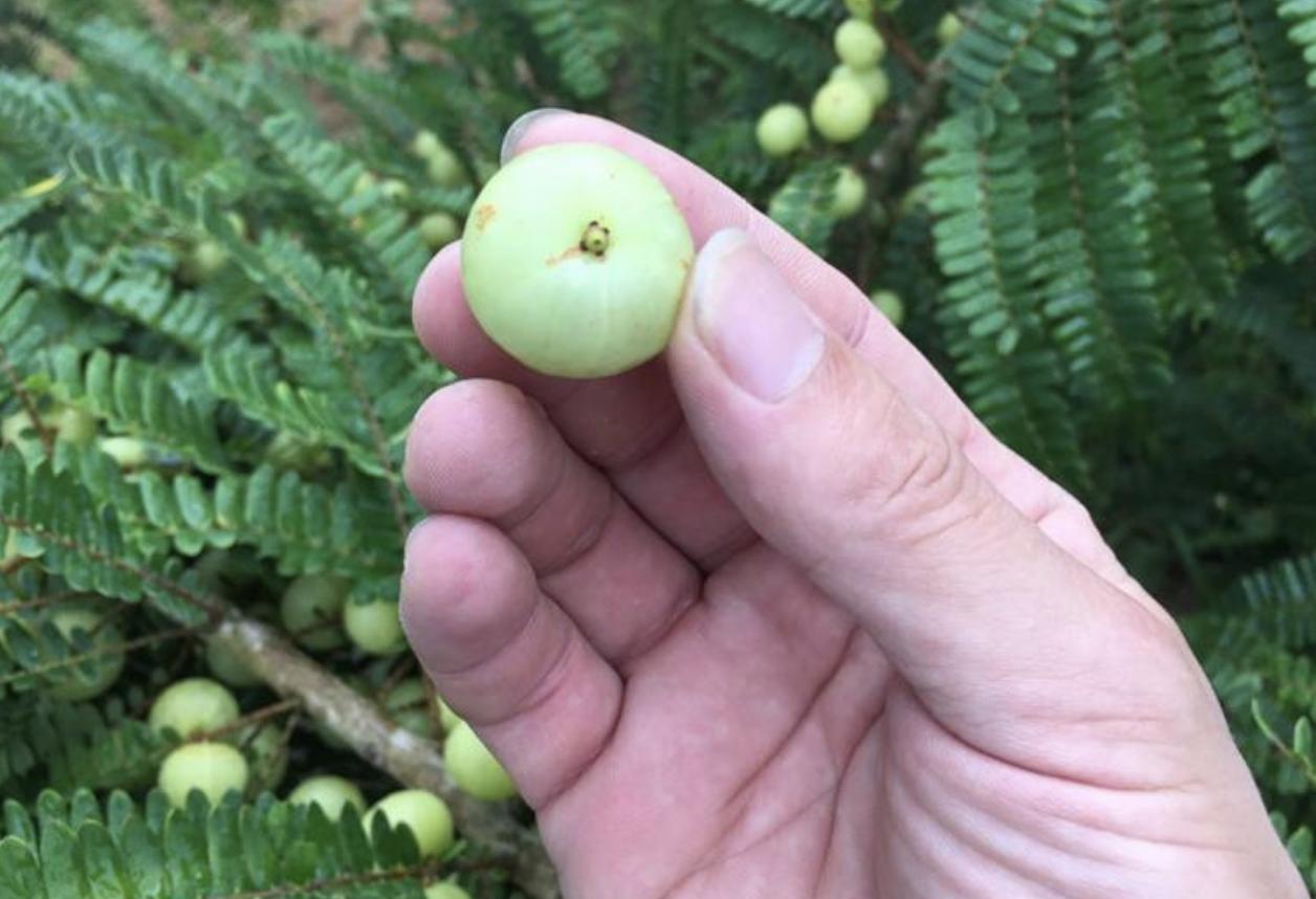 广东省的黄果，一种独特的魅力与风味