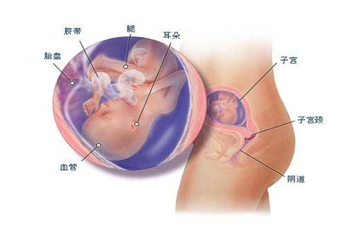 五个月孕妇胎儿状况详解