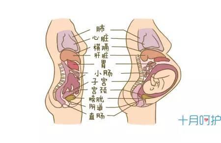 五个月孕妇身体变化图，揭示孕期生理变化的奥秘