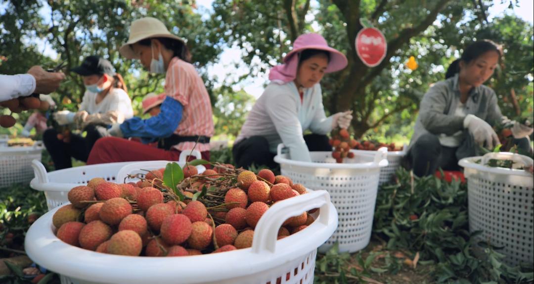 广东小小果有限公司，从起步到成长的果实之路