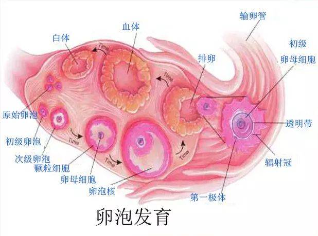 一个月有几个优势卵泡，卵泡发育的奥秘