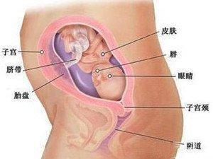 五个月胎儿发育标准，深度解读胎儿成长里程碑