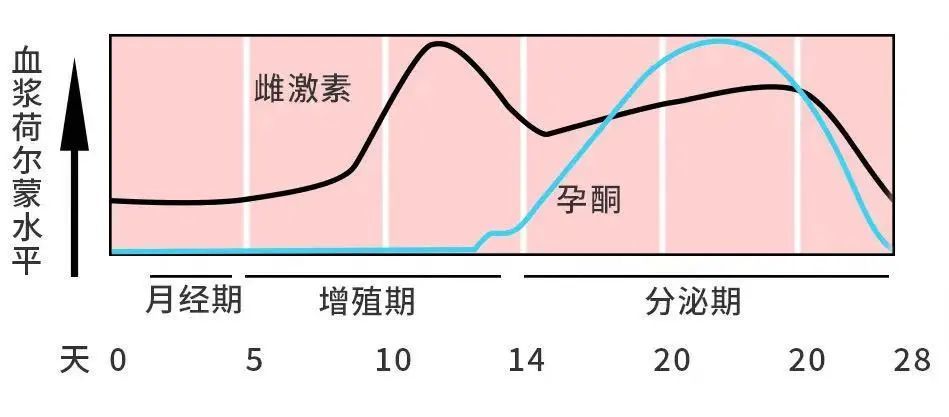 三个月子宫大小的变化与生理机制解析