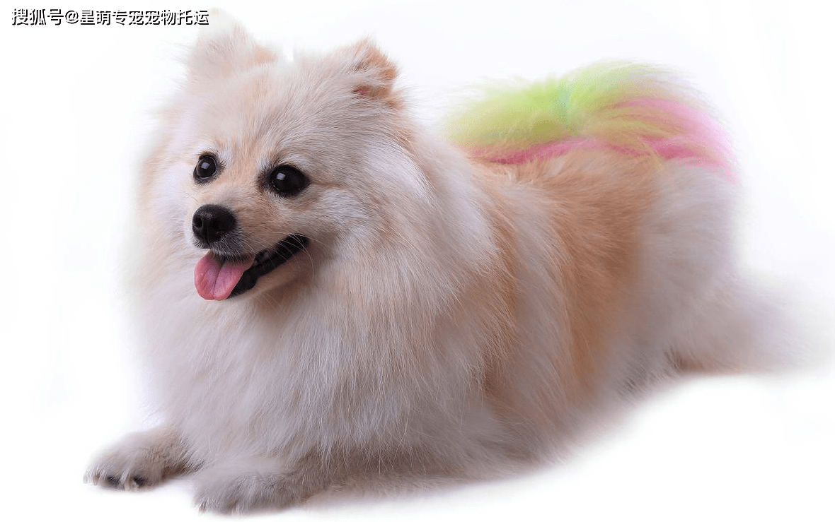 博美犬换毛期解析，从几个月开始换毛？