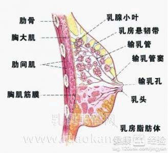 孕妇胸部不再肿胀的时间节点解析